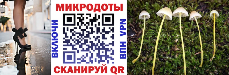 Псилоцибиновые грибы Psilocybe  Пошехонье 